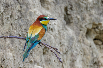 Bienenfresser (Merops apiaster)
