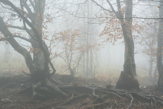 foggy beech forest - Powered by Adobe