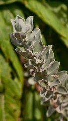 A closeup of a blooming lambs ear plant in the garden