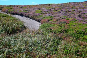 campo de helechos y brezos