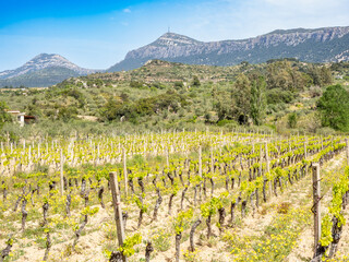 Naklejka premium Vineyards and Olive trees near Tiscali site trekking in Sardinia