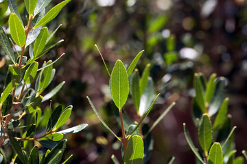 Foliage of a green olive tree, Phillyrea