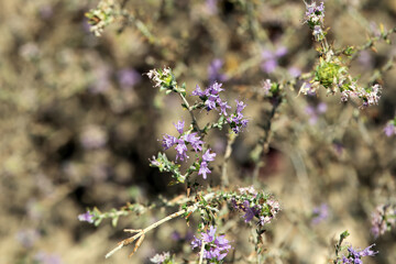 Inflorescence of a conehead thyme, Thymbra capitata