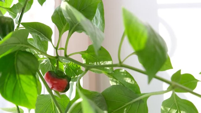 Home garden growing mini pepper bell herb in flower pot , vegetable garden on windowsill, gardening at home. growing vegetables