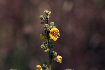 Blossom of a scallop-leaved mullein, Verbascum sinuatum