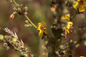 Blossom of a scallop-leaved mullein, Verbascum sinuatum