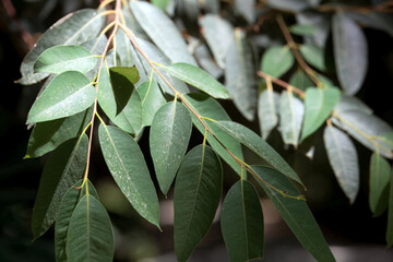 Foliage of a coastal white mallee, Eucalyptus diversifolia