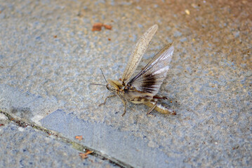 Close-up of a Mayfly on Concrete Surface