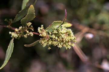 Inflorescence of an arto, Maytenus senegalensis