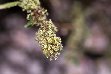 Inflorescence of an arto, Maytenus senegalensis