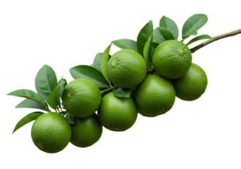 Ultra-close-up macro shot of a heavy lime branch with ripe, chartreuse green limes and glossy emerald leaves, isolated on a transparent background with copy space, concept for premium organic