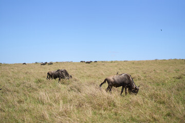 Fototapeta premium Wildebeest at Masair Mara National Park with ox pecker on his back