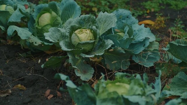 Lush green cabbage grows in a vibrant vegetable garden with fallen leaves scattered on the ground This scene captures the essence of autumn farming