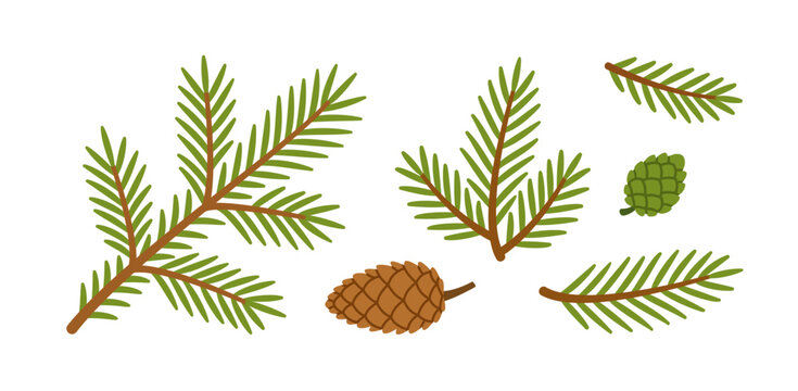 Set of spruce branches and pine cones. Hand drawn trendy flat style isolated. Perfect for Christmas design, winter decor, greeting cards, invitations, and festive illustrations. Vector illustration