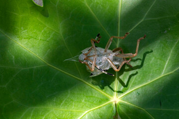 Shed exoskeleton of Bronze Orange Bug