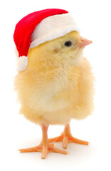 Yellow baby chick wearing Santa hat isolated on white background