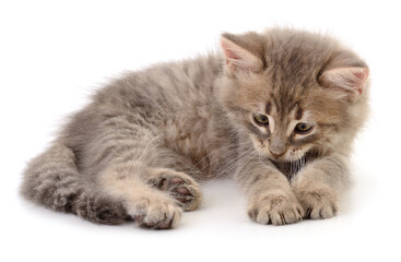 Obraz premium Fluffy gray kitten lying isolated on white background