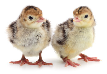 Two baby turkeys isolated on white background