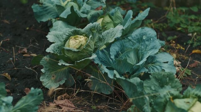 Lush green cabbage grows in a vibrant vegetable garden with fallen leaves scattered on the ground This scene captures the essence of autumn farming