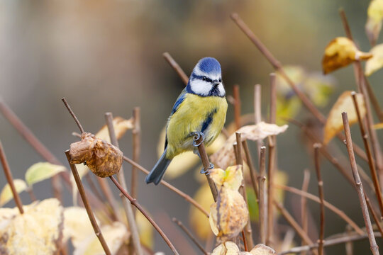 Blue Tit Perched On Top Of A Shrub - _S5A5513