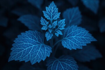 Nocturnal Blue Leaf Texture: Vivid Plant Detail on Dark Background. Botanical Pattern with Cool Tones.