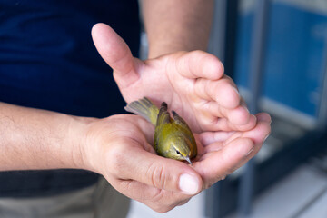 Photograph of a person holding a small green bird in their hands