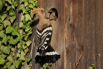 Wiedehopf (Upupa epops) © Rolf Müller
