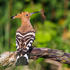 Wiedehopf (Upupa epops) © Rolf Müller