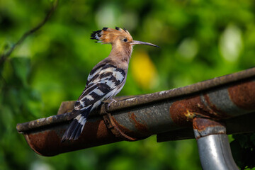 Wiedehopf (Upupa epops) © Rolf Müller