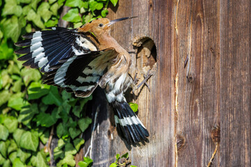 Wiedehopf (Upupa epops) © Rolf Müller