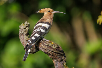 Wiedehopf (Upupa epops) © Rolf Müller