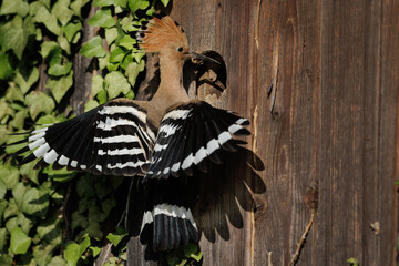 Wiedehopf (Upupa epops) © Rolf Müller