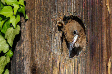 Wiedehopf (Upupa epops) © Rolf Müller
