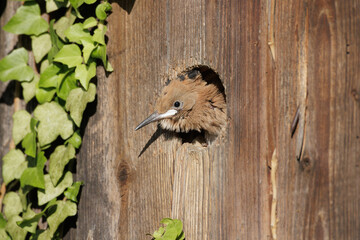 Wiedehopf (Upupa epops) © Rolf Müller