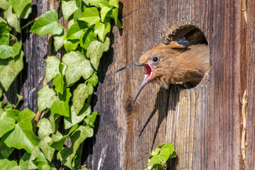 Wiedehopf (Upupa epops) © Rolf Müller