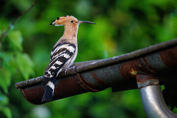 Wiedehopf (Upupa epops) © Rolf Müller