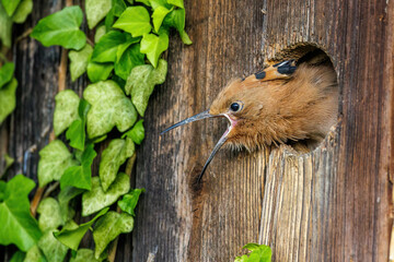 Wiedehopf (Upupa epops) © Rolf Müller