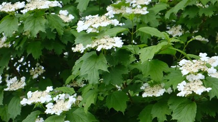 Viburnum opulus, the guelder-rose or guelder rose is a species of flowering plant in the family Adoxaceae, formerly Caprifoliaceae. Shrub. Springtime. Beautiful white blossoms