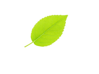 Obraz premium Green leaf isolated on transparent background, showing detailed veins and natural texture, perfect for eco, nature, or botanical design concepts, evoking freshness and growth