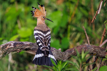 Wiedehopf (Upupa epops) © Rolf Müller