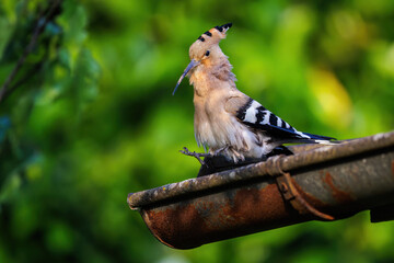 Wiedehopf (Upupa epops) © Rolf Müller