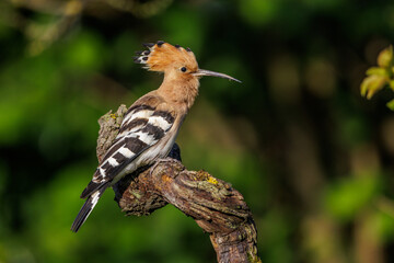 Wiedehopf (Upupa epops)