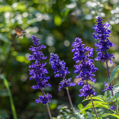 Close-Up of Vibrant Purple Heliotrope Flowers