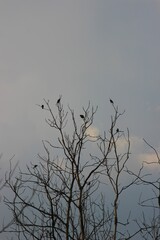 birds on branchs