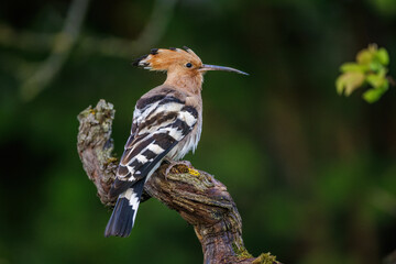 Wiedehopf (Upupa epops) © Rolf Müller