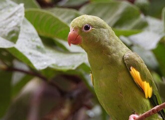 Periquito-de-encontro-amarelo