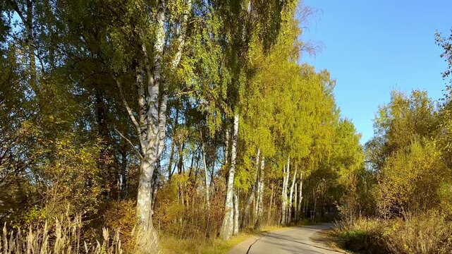 path in autumn forest