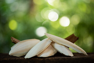 Cuttlebones pile on natural background.