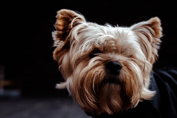 Close-up portrait of a Yorkshire Terrier with a dark background. This adorable Yorkie terrier is captured in a stunning close-up, showcasing its golden brown fur and sad eyes. Shaggy doggy muzzle.