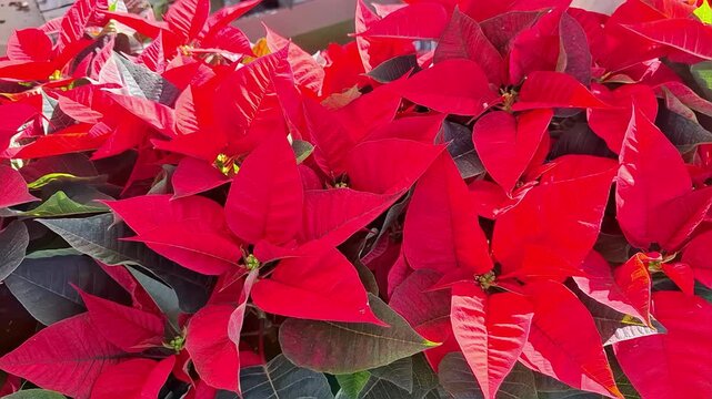 Euphorbia pulcherrima blooms in vibrant red during the holiday season in a beautiful garden setting